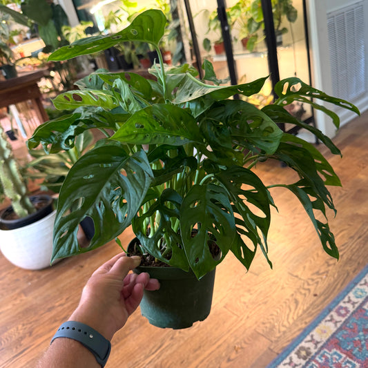 Monstera adansonii