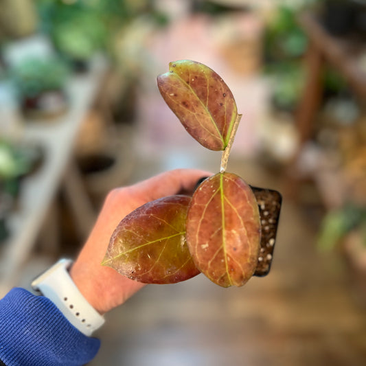 Hoya EPC corona pink