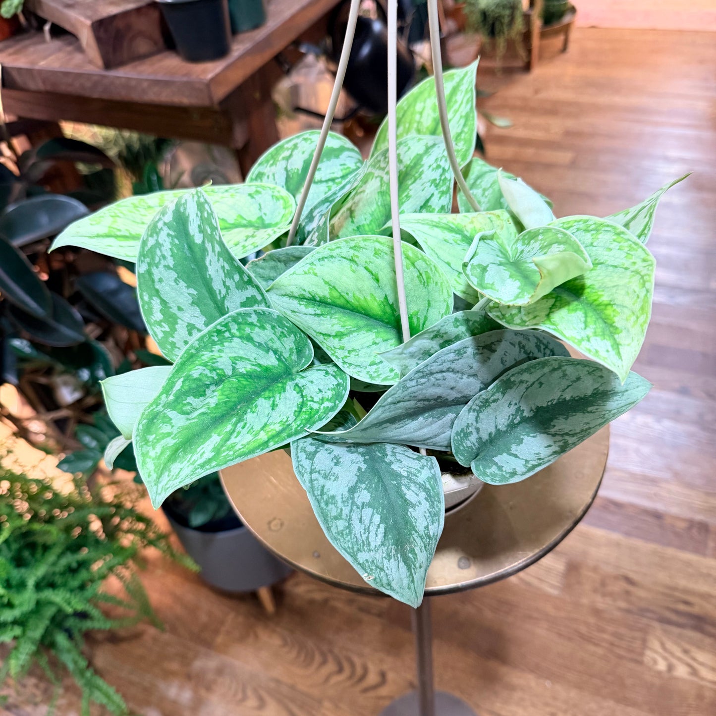 Silver satin pothos 6”