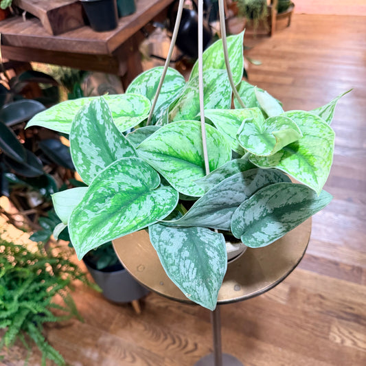 Silver satin pothos 6”