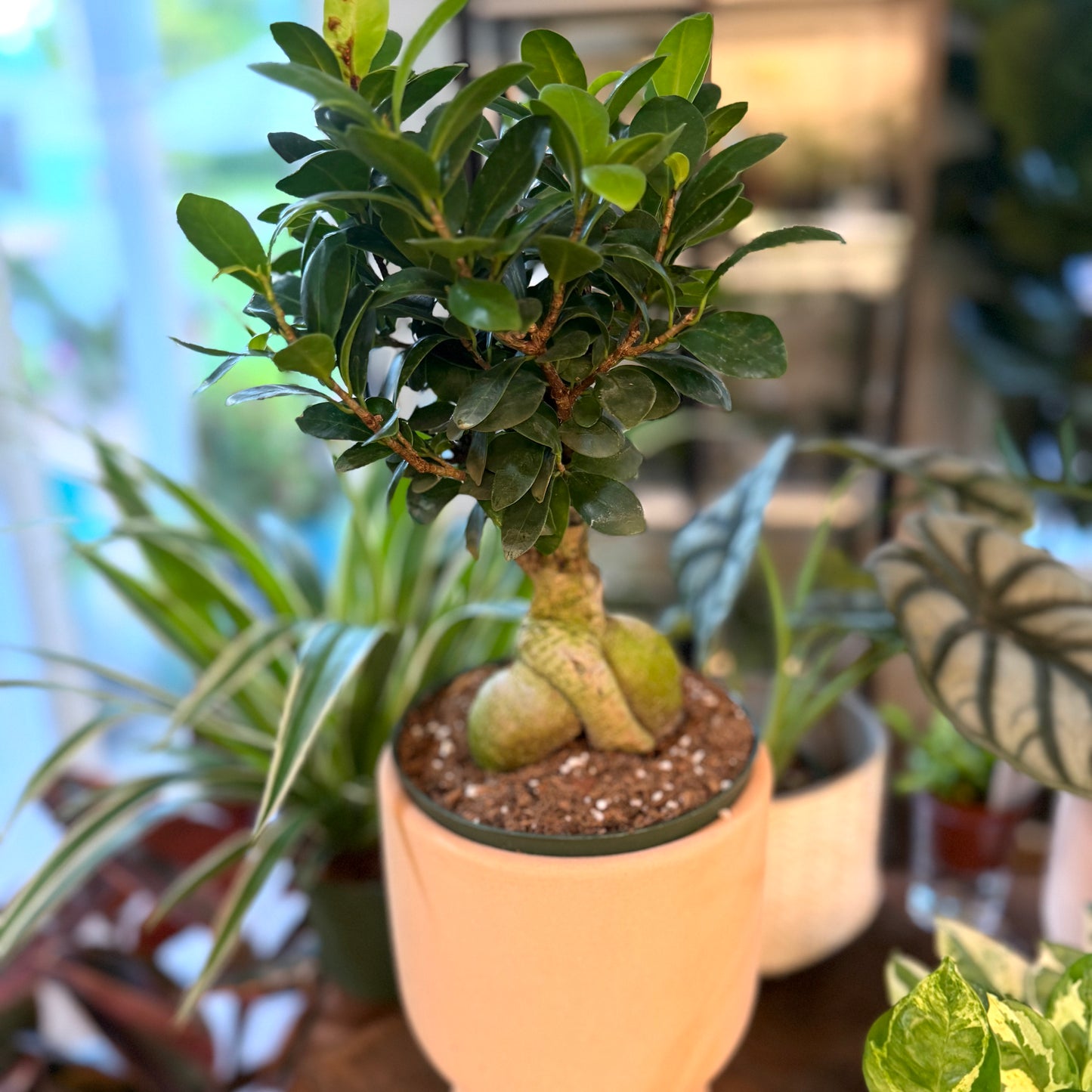 Ficus 'Microcarpa'