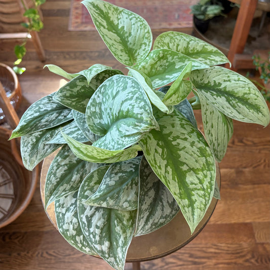 Scindapsus Silver Satin