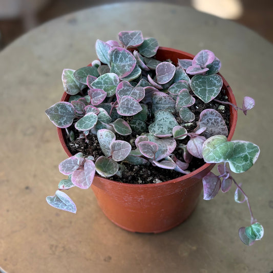 String of Hearts   Variegated (Ceropgeia Woodii)