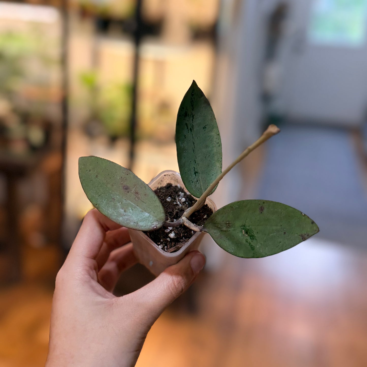 Hoya Silver Dollar