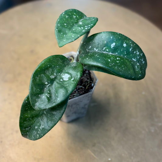Hoya ‘SNS June’