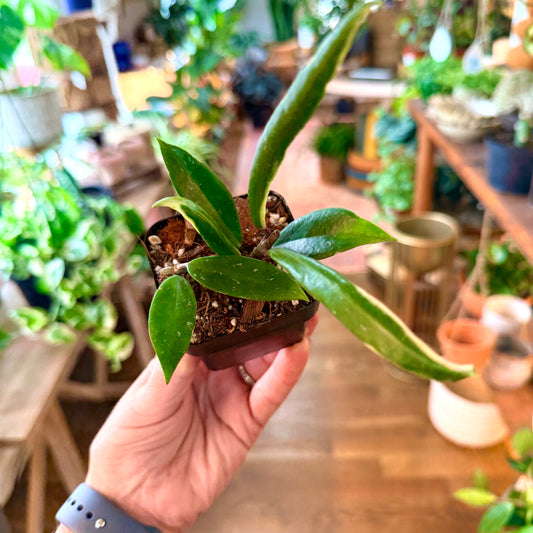 Hoya Publicalyx Albomarginata splash