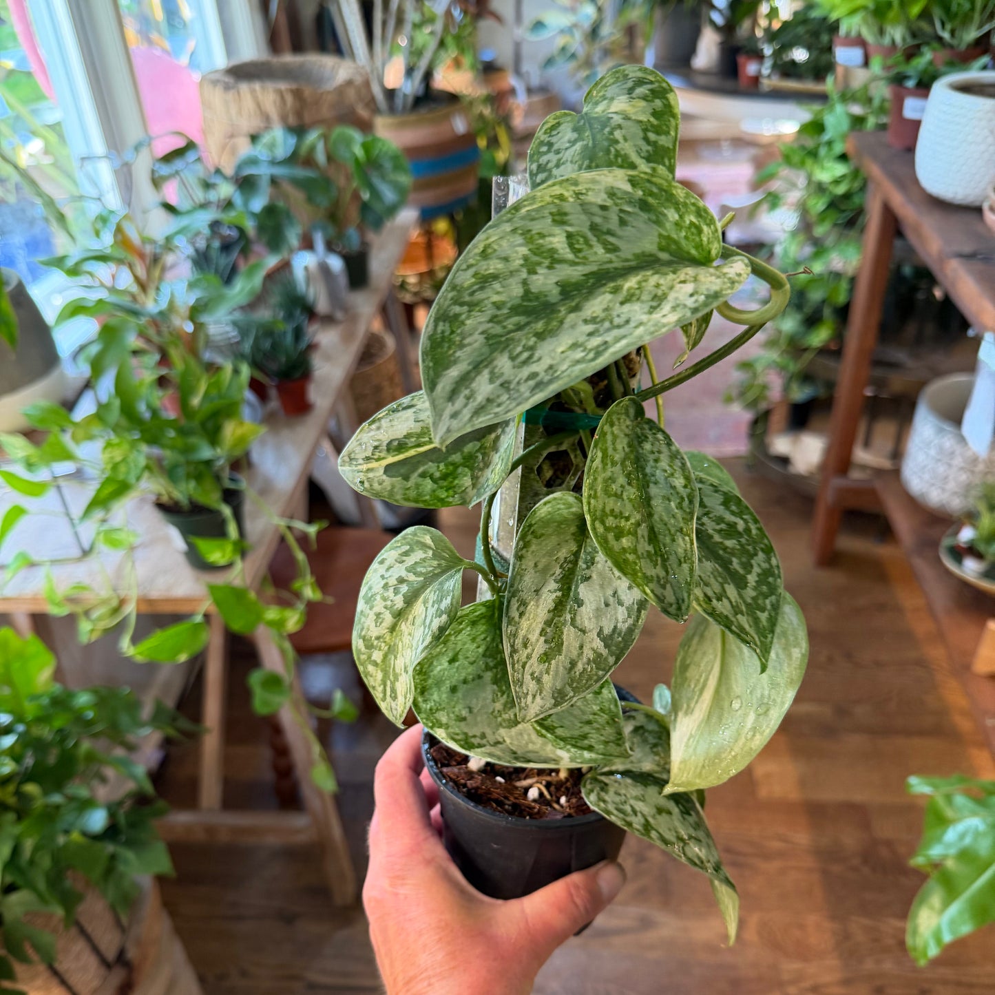 Scindapsus 'Geulis' w/Pole