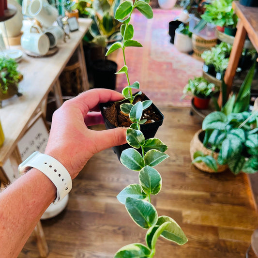 Hoya cumingiana albo