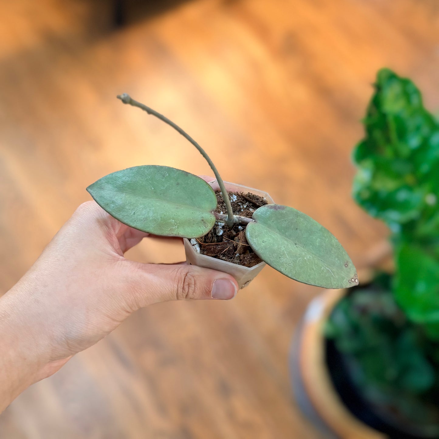 Hoya Silver Dollar