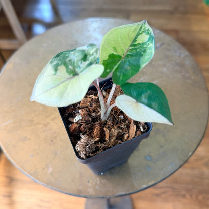 Alocasia 'Yucatan Princess' variegated