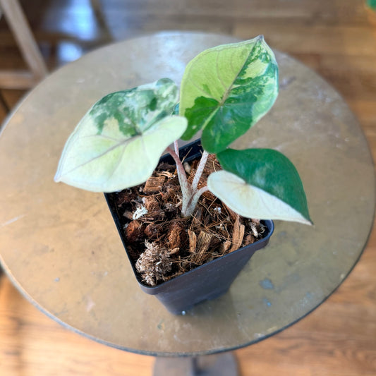 Alocasia 'Yucatan Princess' variegated