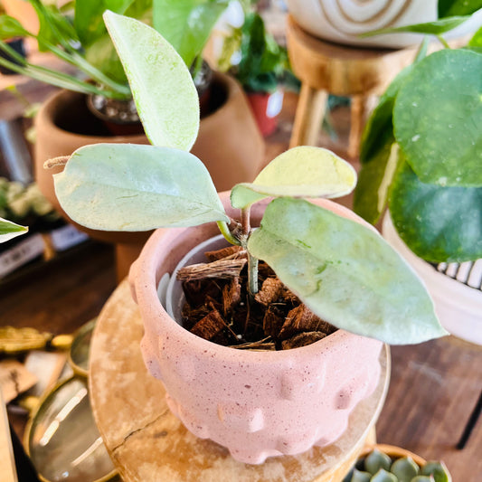 Hoya nova ghost
