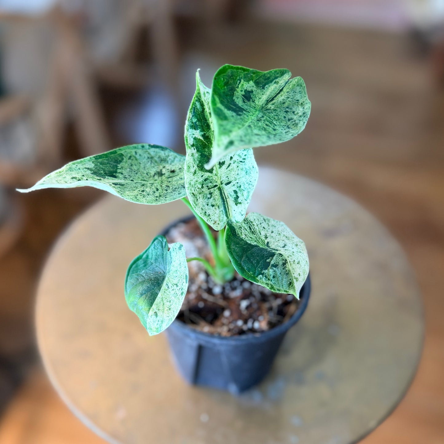 Alocasia baginda 'Dragon Scale' variegated (Mint)
