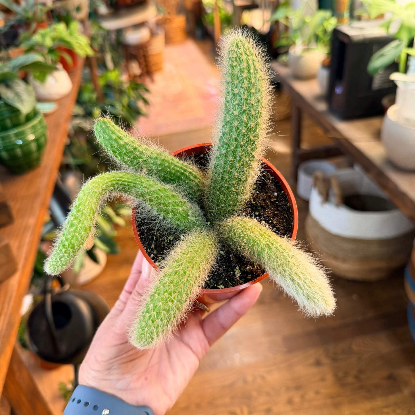 Monkey Tail / Cactus ‘4.5” pot