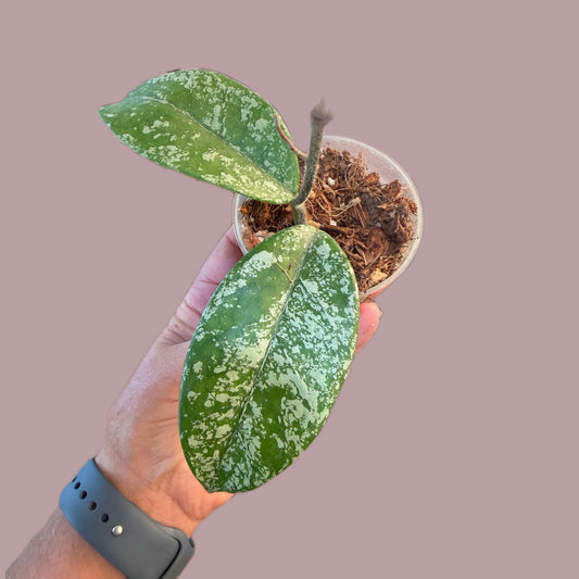 Hoya Bonii Sp. Thailand