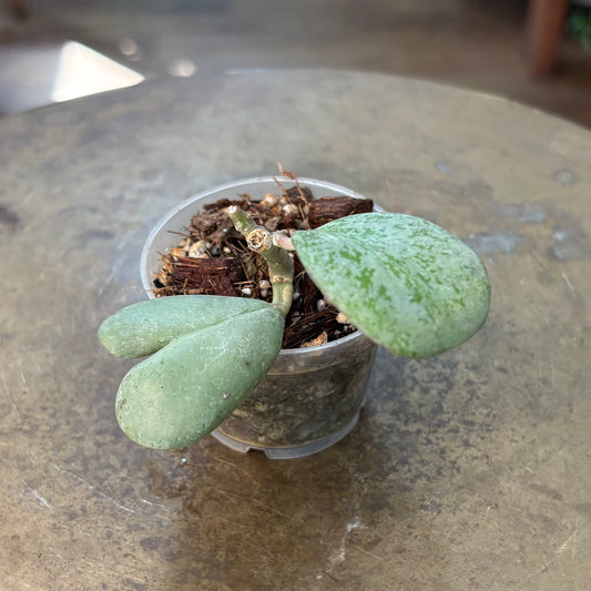 Hoya ‘Deykeae’  Morning Dew
