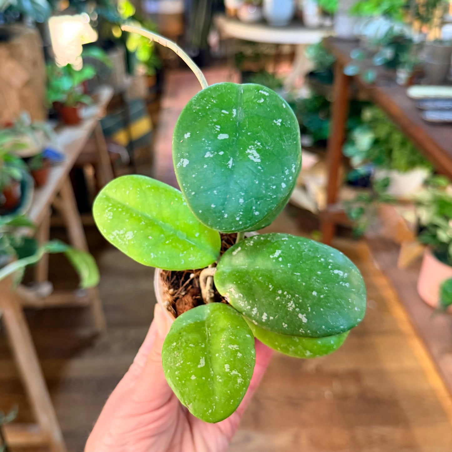 Hoya RHM-066 Mary Alice