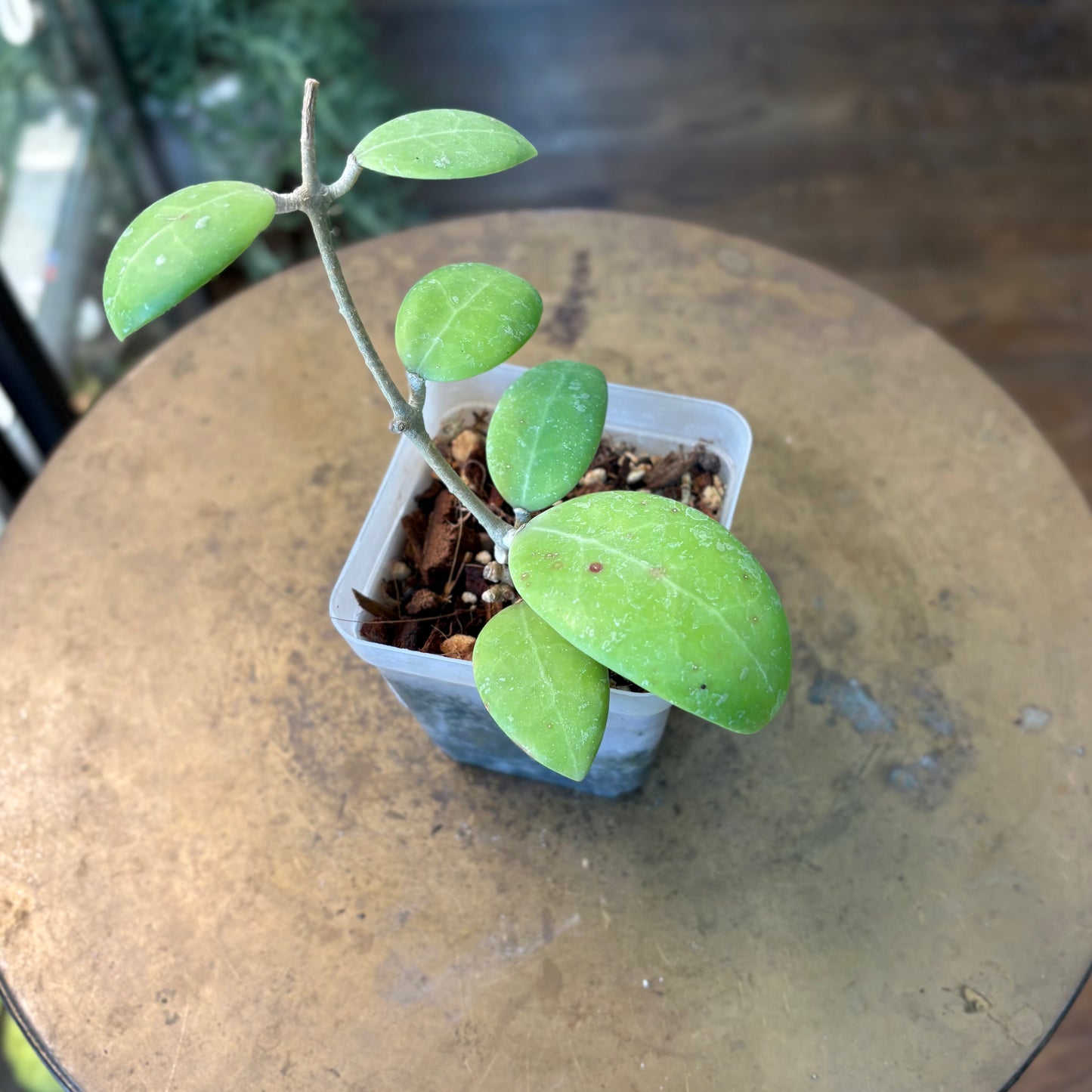 Hoya Phu Yen Sp.