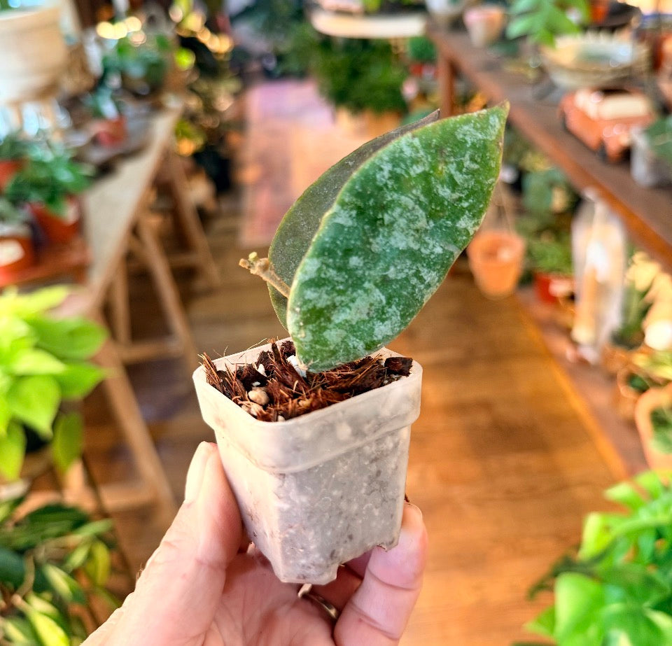 Hoya Caudata Gold