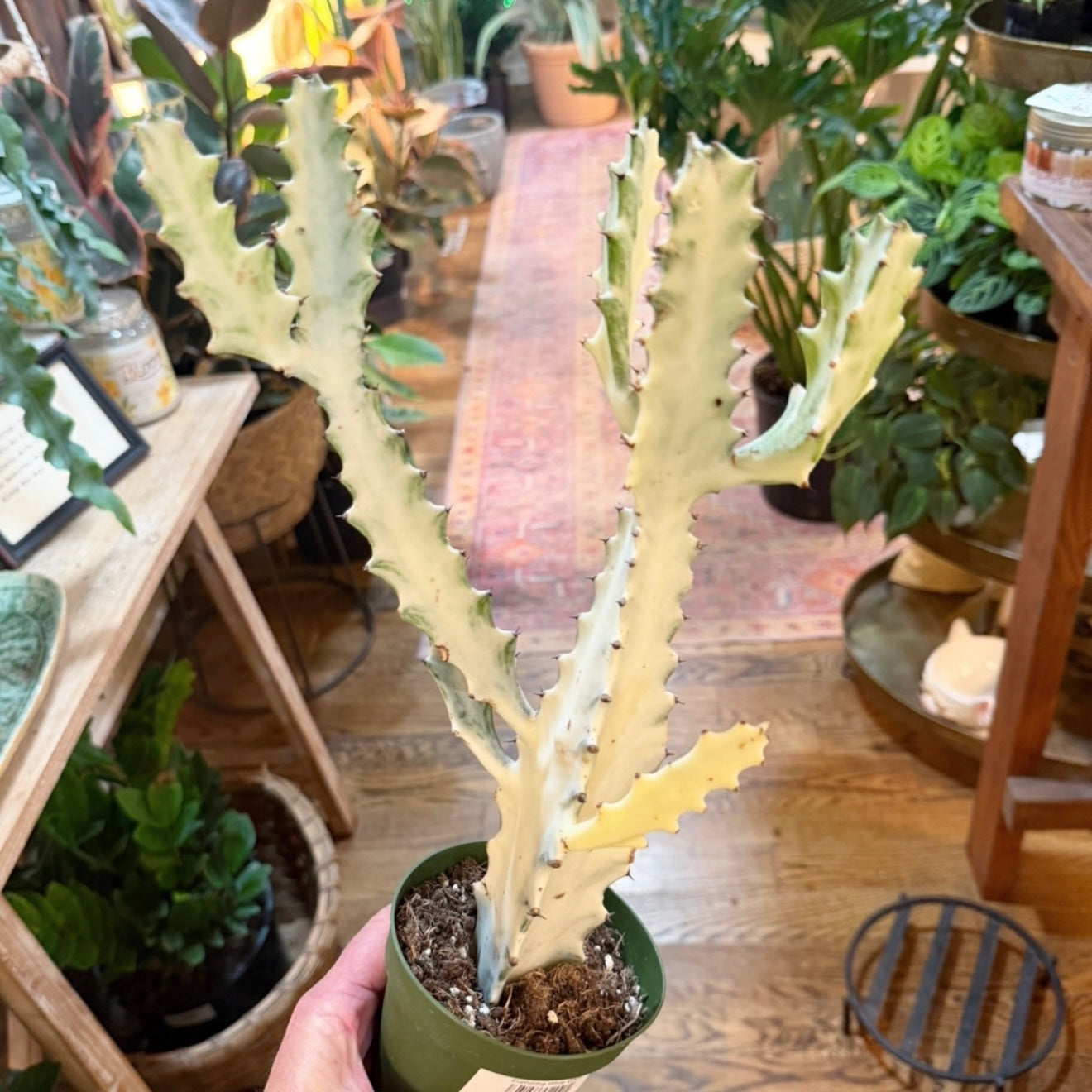 Euphorbia White Ghost