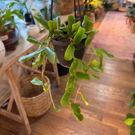 Hoya rotundiflora