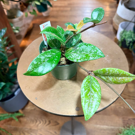 Hoya pubicalyx bright one