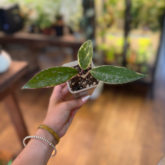 Hoya Publicalyx Albomarginata splash