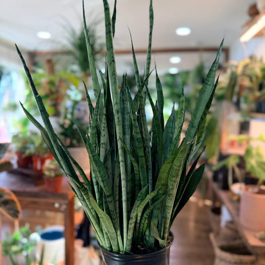 Silver Streak (Sanseveria)