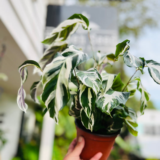 Calathea Stella