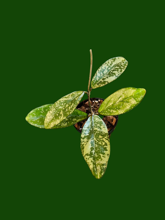 Hoya ‘Crassipetiolata Michelle* Clone v1’