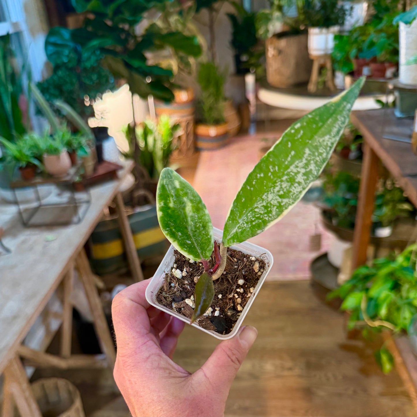 Hoya Publicalyx Albomarginata splash