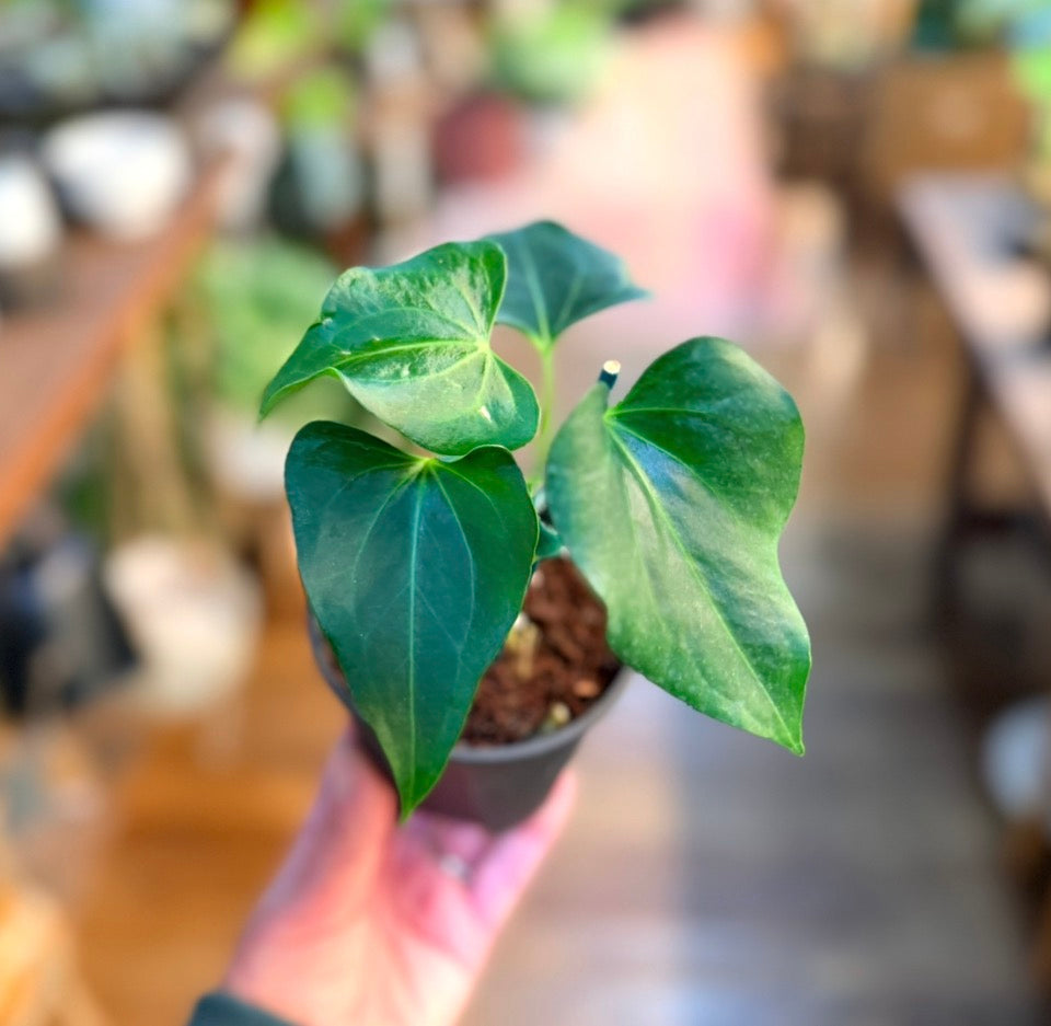 Anthurium 'Delta Force'