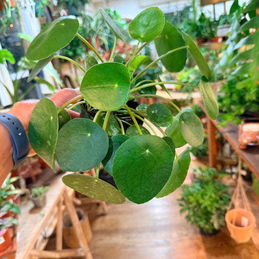 Pilea 'Chinese Money Plant' (Peperomioides)