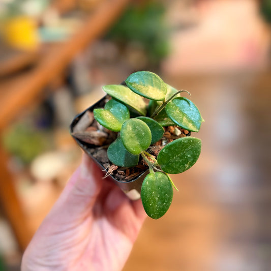 Hoya Mathilde 3”