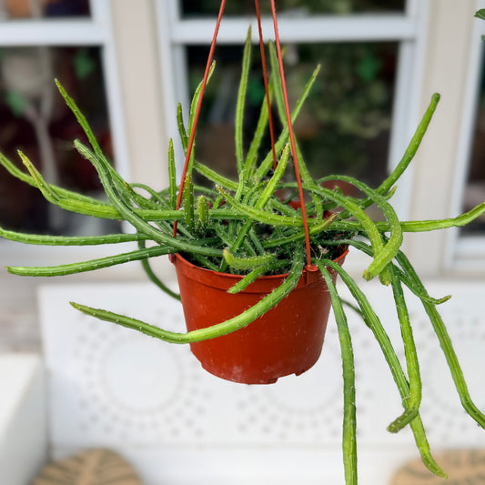 Selenicereus Moonlight Cactus
