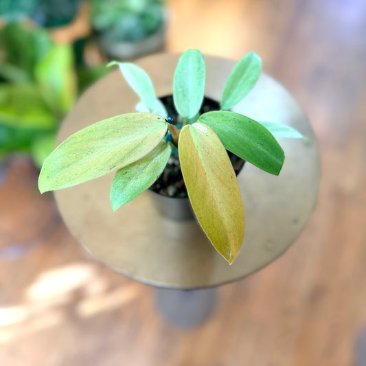 Philodendron 'Whipple Way'