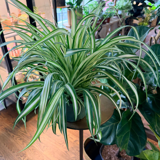 Spider plant