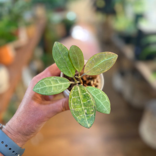 Hoya 'Elliptica'