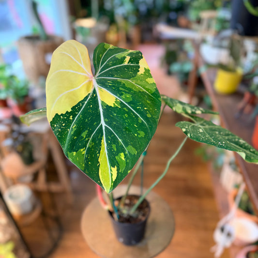 Philodendron 'Gloriosum - Variegated'