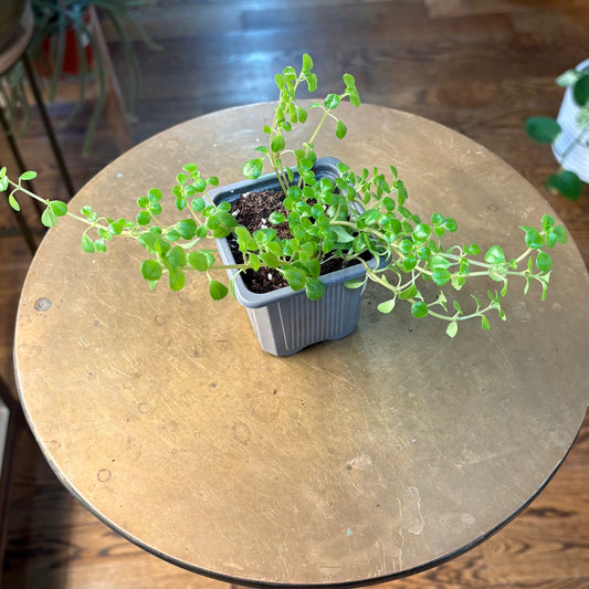 3” Pilea Baby Tears