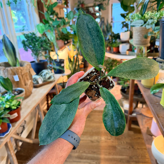 Hoya Incrassata silver splash