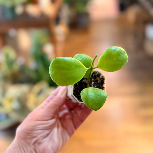 Hoya Kasterbergi Clamshell