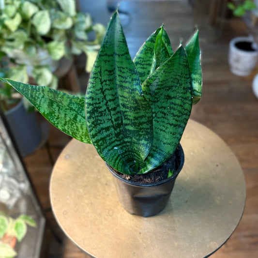 Sanseveria Robusta