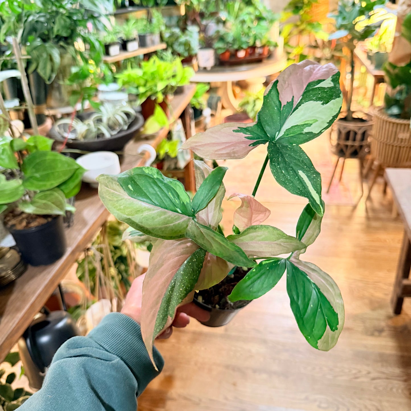 Syngonium 'Tricolor'