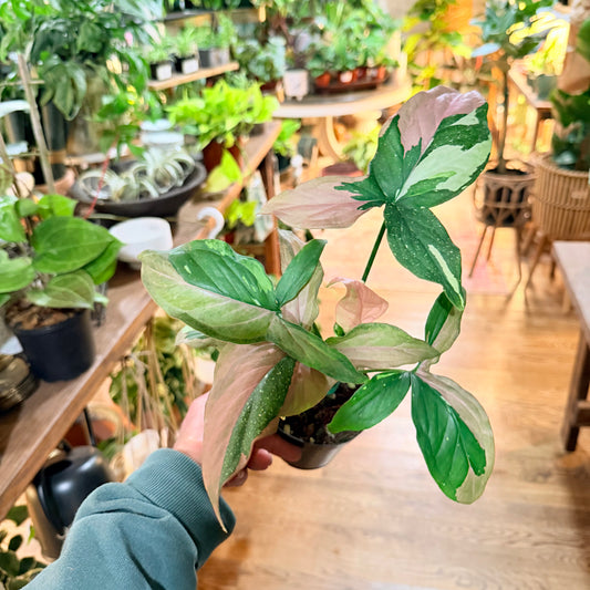 Syngonium 'Tricolor'