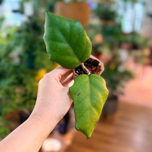Hoya seeds 02