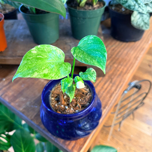 Monstera Deliciosa 'Green Snow' (Rare)