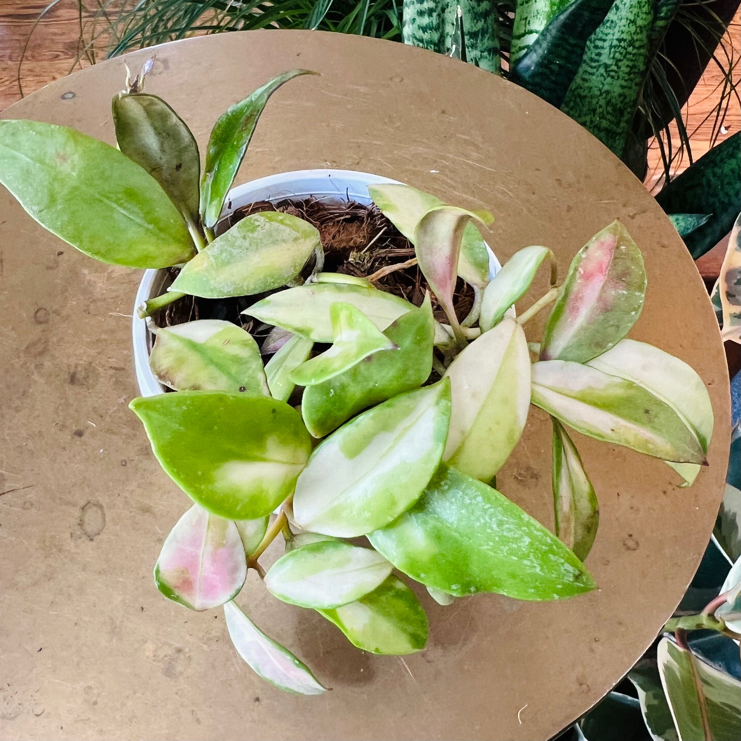 Hoya Walliniana Variegated  (growers choice)
