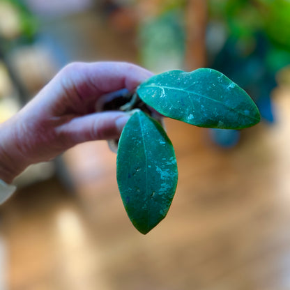 Hoya ‘Rintzi Borneo’