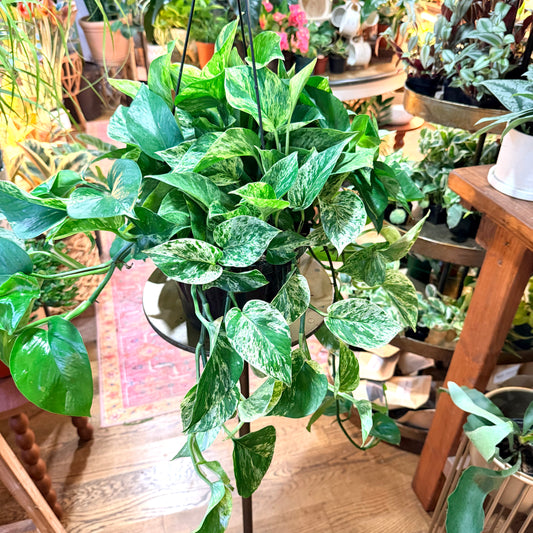 Pothos 'Marble Queen' (Epipremnum Aureum)